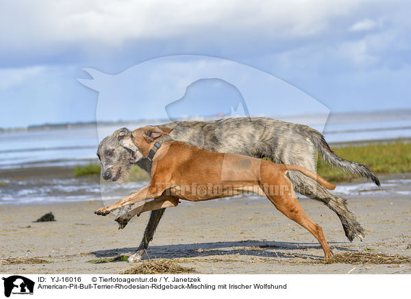 American-Pit-Bull-Terrier-Rhodesian-Ridgeback-Mischling mit Irischer Wolfshund / American-Pit-Bull-Terrier-Rhodesian-Ridgeback-Mongrel with Irish Wolfhound / YJ-16016