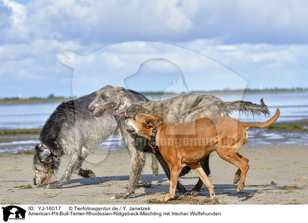 American-Pit-Bull-Terrier-Rhodesian-Ridgeback-Mischling mit Irischer Wolfshunden / American-Pit-Bull-Terrier-Rhodesian-Ridgeback-Mongrel with Irish Wolfhounds / YJ-16017