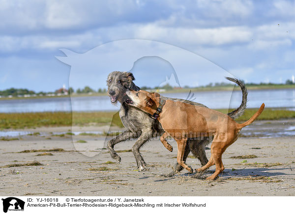 American-Pit-Bull-Terrier-Rhodesian-Ridgeback-Mischling mit Irischer Wolfshund / YJ-16018