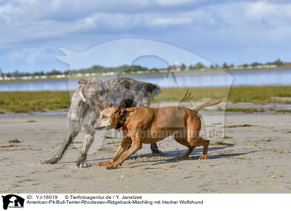 American-Pit-Bull-Terrier-Rhodesian-Ridgeback-Mischling mit Irischer Wolfshund / American-Pit-Bull-Terrier-Rhodesian-Ridgeback-Mongrel with Irish Wolfhound / YJ-16019