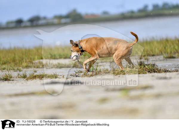 rennender American-Pit-Bull-Terrier-Rhodesian-Ridgeback-Mischling / running American-Pit-Bull-Terrier-Rhodesian-Ridgeback-Mongrel / YJ-16026