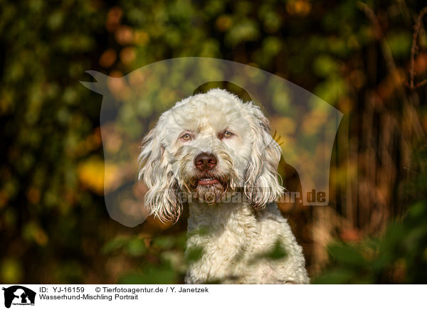Wasserhund-Mischling Portrait / Waterdog-Mongrel portrait / YJ-16159