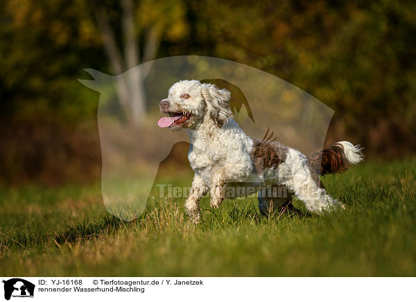 rennender Wasserhund-Mischling / running Waterdog-Mongrel / YJ-16168