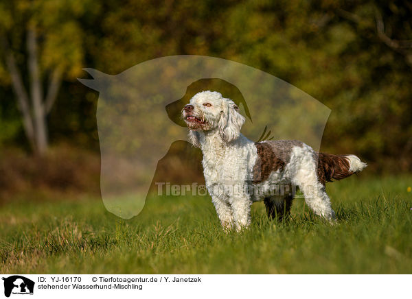 stehender Wasserhund-Mischling / standing Waterdog-Mongrel / YJ-16170