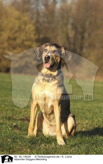 sitzender Doggen-Mischling / sitting Great-Dane-Mongrel / KL-19428