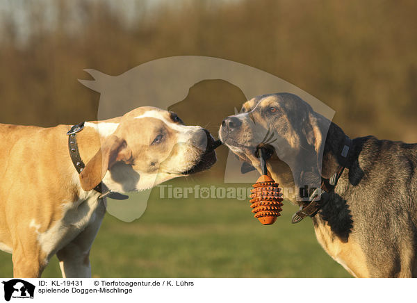 spielende Doggen-Mischlinge / playing Doggen-Mongrels / KL-19431
