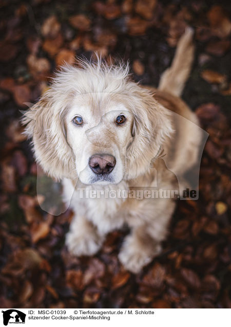 sitzender Cocker-Spaniel-Mischling / sitting Cocker-Spaniel-Mongrel / MSC-01039