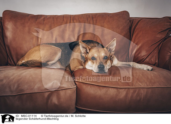 liegender Schferhund-Mischling / lying Shepherd-Mongrel / MSC-01114