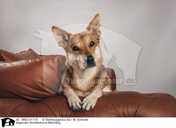 liegender Schferhund-Mischling / lying Shepherd-Mongrel / MSC-01115