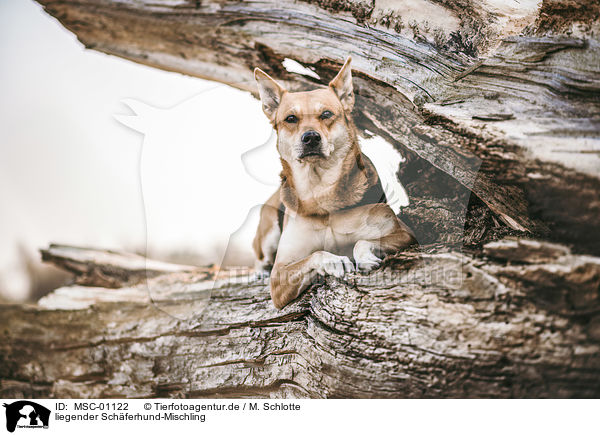 liegender Schferhund-Mischling / lying Shepherd-Mongrel / MSC-01122