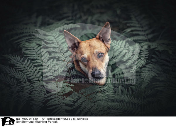 Schferhund-Mischling Portrait / Shepherd-Mongrel portrait / MSC-01130