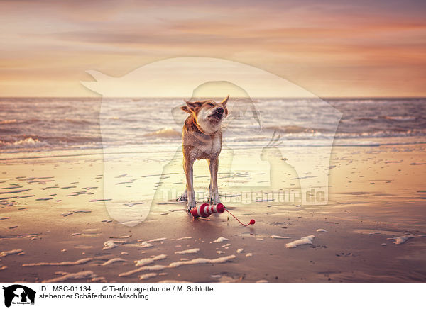 stehender Schferhund-Mischling / standing Shepherd-Mongrel / MSC-01134