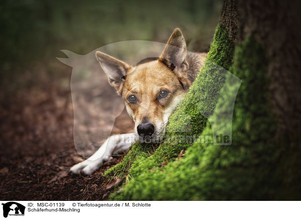 Schferhund-Mischling / Shepherd-Mongrel / MSC-01139