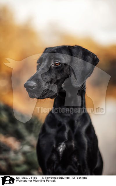 Weimaraner-Mischling Portrait / Weimaraner-Mongrel portrait / MSC-01158