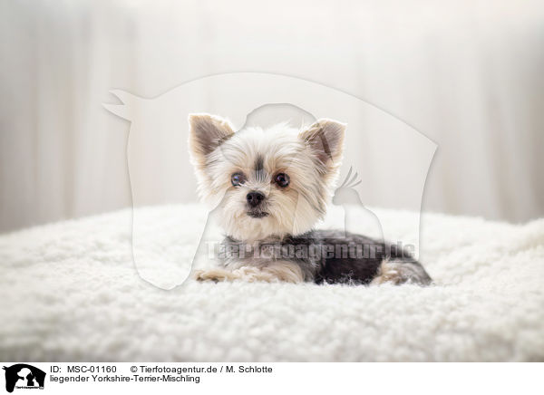 liegender Yorkshire-Terrier-Mischling / lying Yorkshire-Terrier-Mongrel / MSC-01160