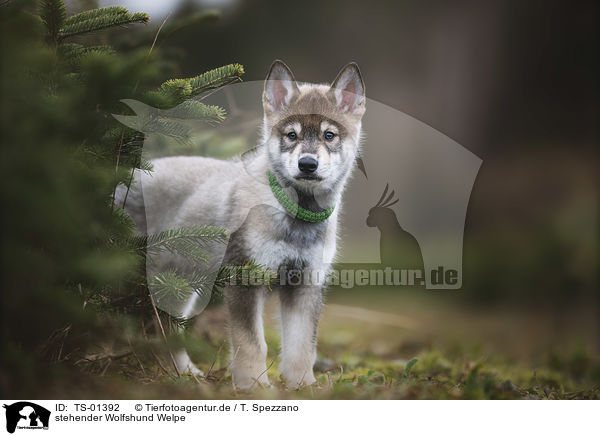 stehender Wolfshund Welpe / standing Wolfhound Puppy / TS-01392