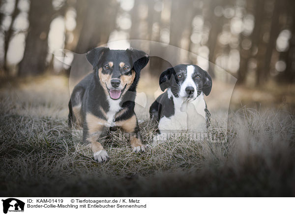 Border-Collie-Mischling mit Entlebucher Sennenhund / KAM-01419