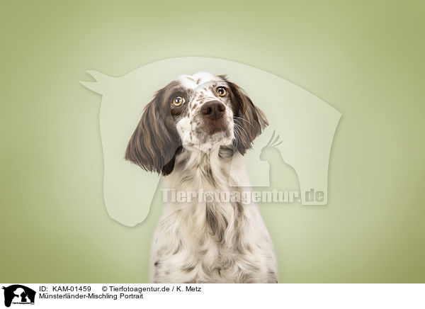 Mnsterlnder-Mischling Portrait / Munsterlander-Mongrel portrait / KAM-01459