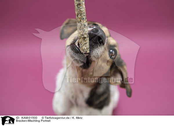 Bracken-Mischling Portrait / Bracke-Mongrel portrait / KAM-01500