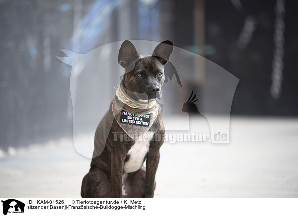 sitzender Basenji-Franzsische-Bulldogge-Mischling / sitting Basenji-French-Bulldog-Mongrel / KAM-01526