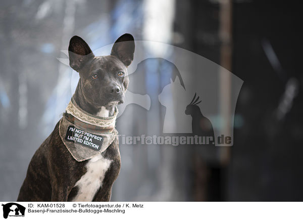 Basenji-Franzsische-Bulldogge-Mischling / Basenji-French-Bulldog-Mongrel / KAM-01528