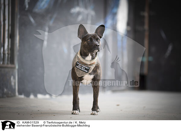 stehender Basenji-Franzsische-Bulldogge-Mischling / standing Basenji-French-Bulldog-Mongrel / KAM-01529