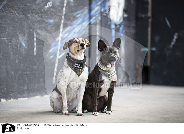 2 Hunde / 2 Dogs / KAM-01532