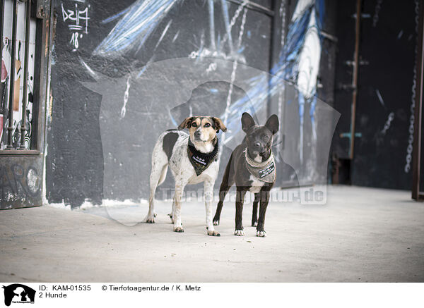 2 Hunde / 2 Dogs / KAM-01535