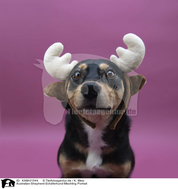 Australian-Shepherd-Schferhund-Mischling Portrait / KAM-01544