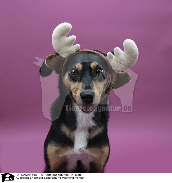 Australian-Shepherd-Schferhund-Mischling Portrait / KAM-01545