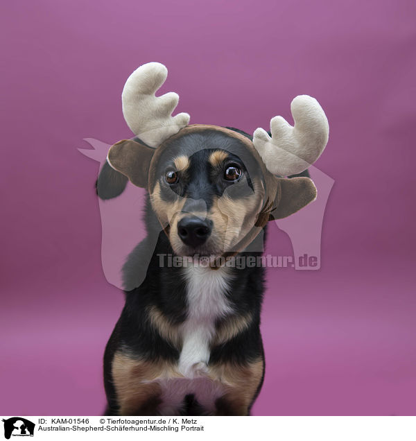 Australian-Shepherd-Schferhund-Mischling Portrait / KAM-01546