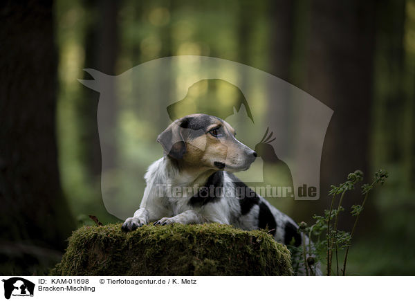 Bracken-Mischling / Bracke-Mongrel / KAM-01698