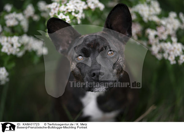 Basenji-Franzsische-Bulldogge-Mischling Portrait / Basenji-French-Bulldog-Mongrel portrait / KAM-01723