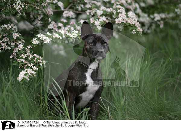 sitzender Basenji-Franzsische-Bulldogge-Mischling / sitting Basenji-French-Bulldog-Mongrel / KAM-01724
