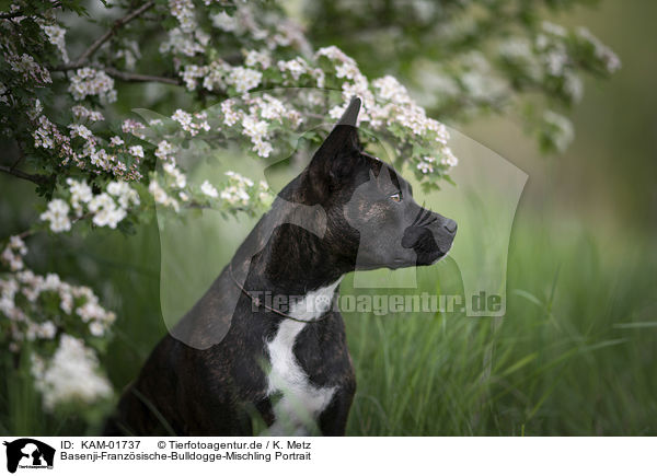 Basenji-Franzsische-Bulldogge-Mischling Portrait / Basenji-French-Bulldog-Mongrel portrait / KAM-01737