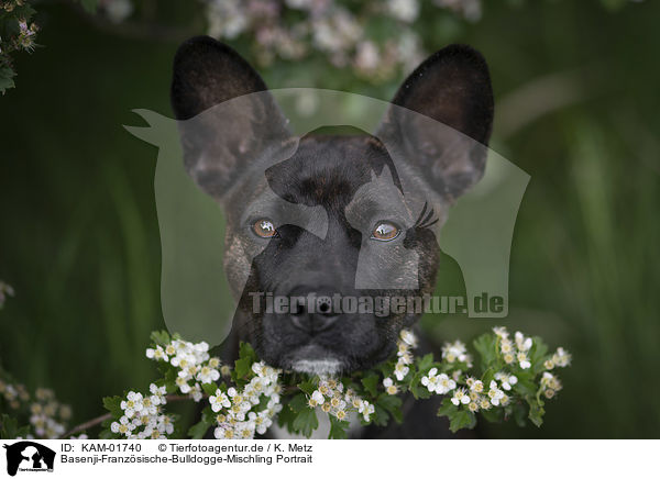 Basenji-Franzsische-Bulldogge-Mischling Portrait / Basenji-French-Bulldog-Mongrel portrait / KAM-01740