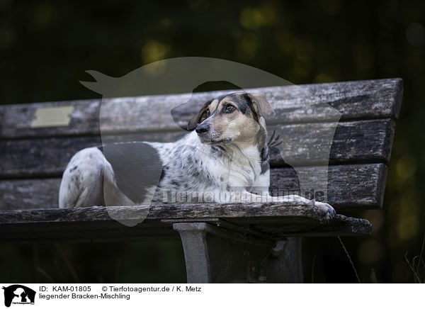 liegender Bracken-Mischling / lying Bracke-Mongrel / KAM-01805