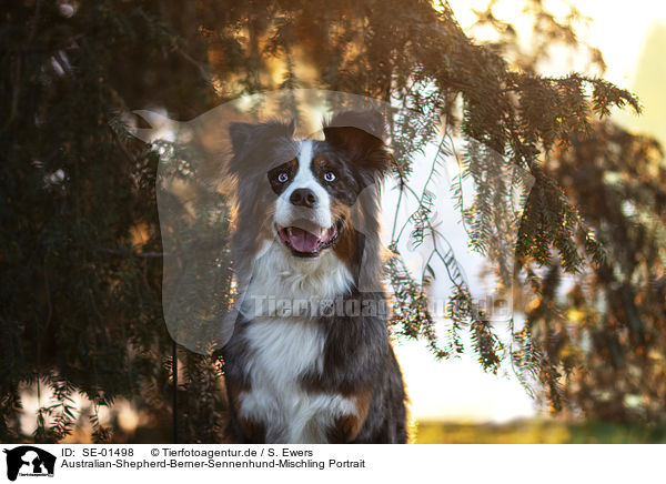 Australian-Shepherd-Berner-Sennenhund-Mischling Portrait / Australian-Shepherd-Bernese-Mountain-Dog-Mongrel portrait / SE-01498