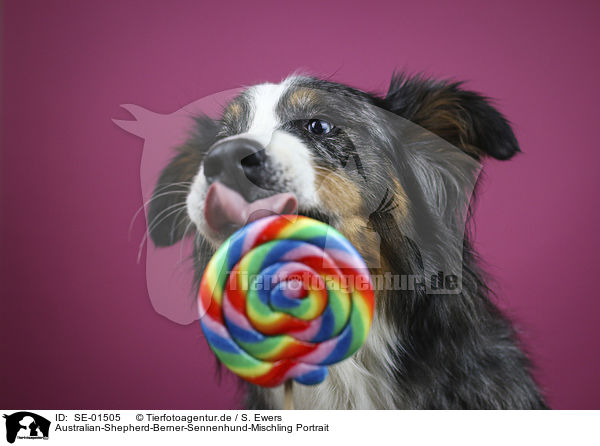 Australian-Shepherd-Berner-Sennenhund-Mischling Portrait / SE-01505