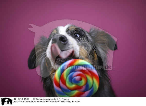 Australian-Shepherd-Berner-Sennenhund-Mischling Portrait / SE-01509