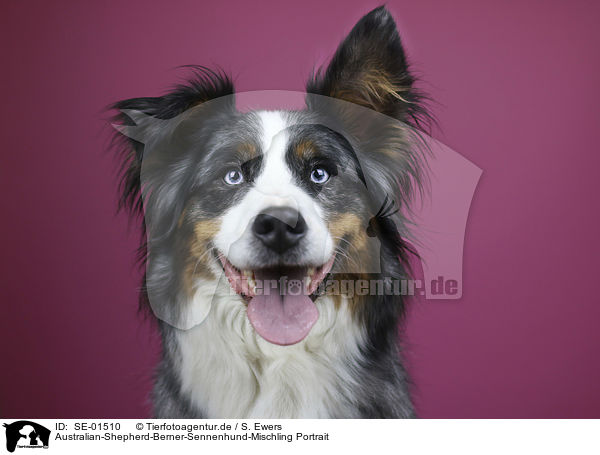 Australian-Shepherd-Berner-Sennenhund-Mischling Portrait / Australian-Shepherd-Bernese-Mountain-Dog-Mongrel portrait / SE-01510