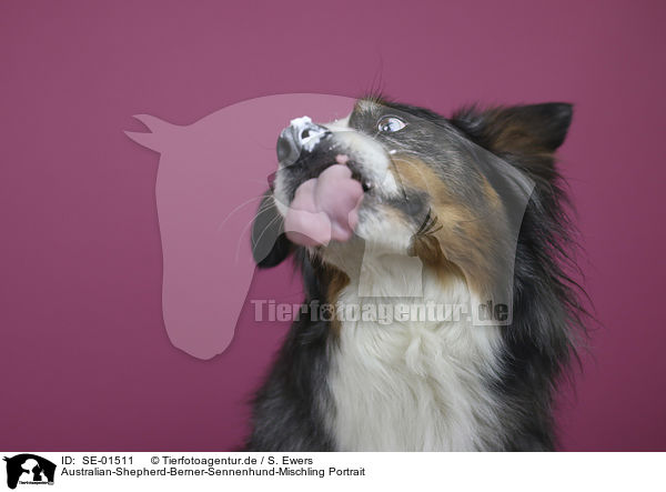 Australian-Shepherd-Berner-Sennenhund-Mischling Portrait / SE-01511