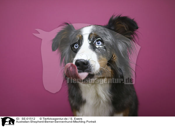 Australian-Shepherd-Berner-Sennenhund-Mischling Portrait / Australian-Shepherd-Bernese-Mountain-Dog-Mongrel portrait / SE-01512