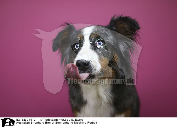 Australian-Shepherd-Berner-Sennenhund-Mischling Portrait / SE-01512