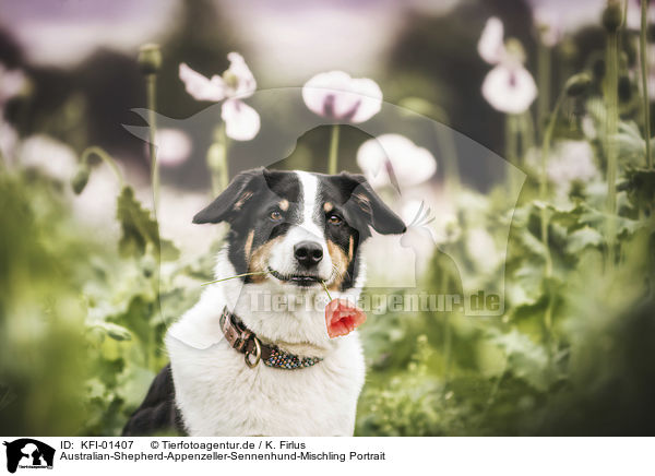 Australian-Shepherd-Appenzeller-Sennenhund-Mischling Portrait / Australian-Shepherd-Appenzell-Mountain-Dog-Mongrel portrait / KFI-01407