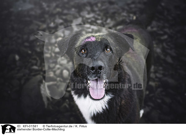 stehender Border-Collie-Mischling / KFI-01581