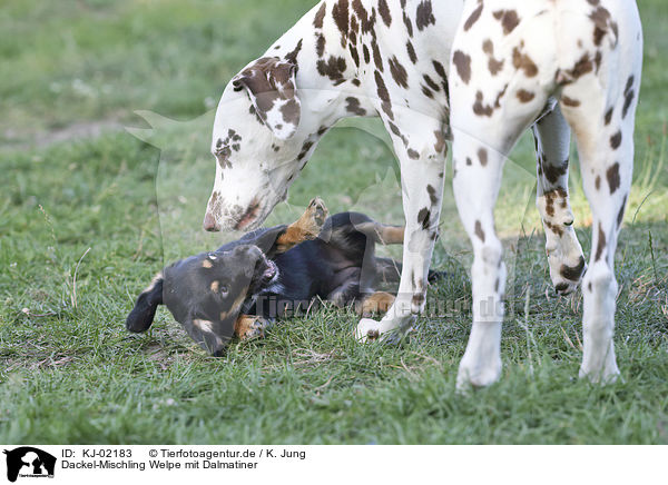 Dackel-Mischling Welpe mit Dalmatiner / Dachshund-Mongrel Puppy with Dalmatian / KJ-02183