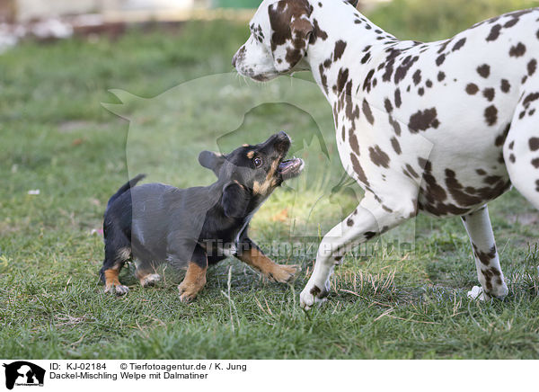 Dackel-Mischling Welpe mit Dalmatiner / Dachshund-Mongrel Puppy with Dalmatian / KJ-02184
