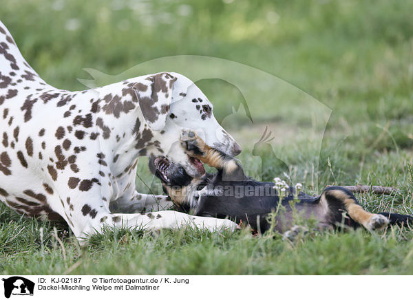 Dackel-Mischling Welpe mit Dalmatiner / Dachshund-Mongrel Puppy with Dalmatian / KJ-02187