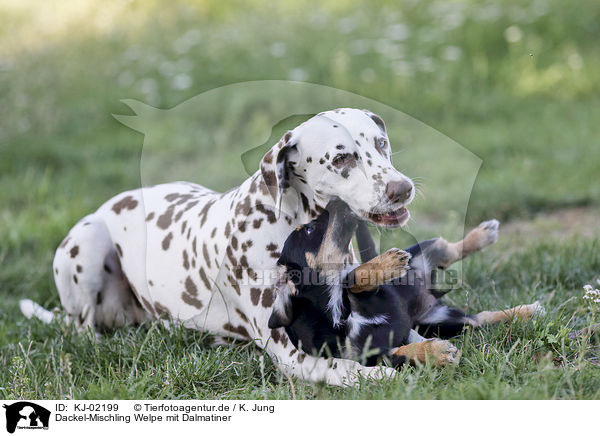 Dackel-Mischling Welpe mit Dalmatiner / Dachshund-Mongrel Puppy with Dalmatian / KJ-02199